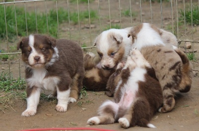 Pathways To Avalon - nouvelles photos des bébés de Gwen!