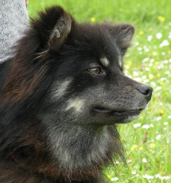 Helinä Des royaumes du grand nord