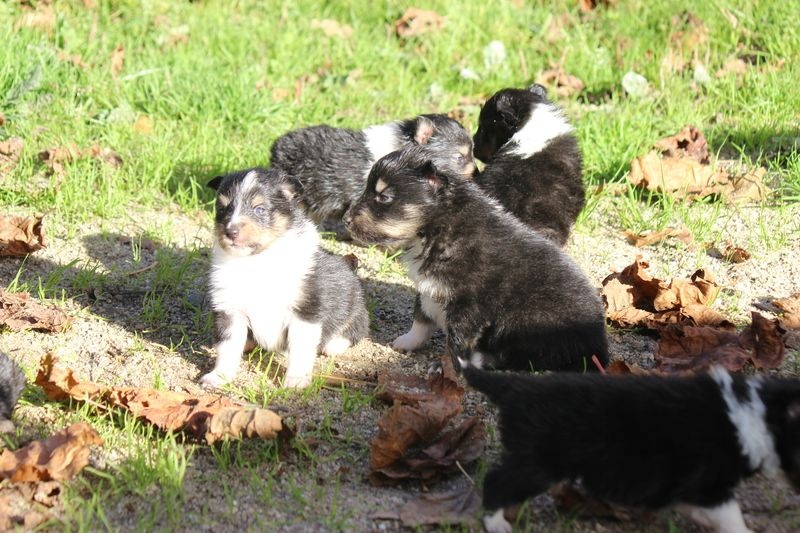 Pathways To Avalon - Shetland Sheepdog - Portée née le 22/10/2015