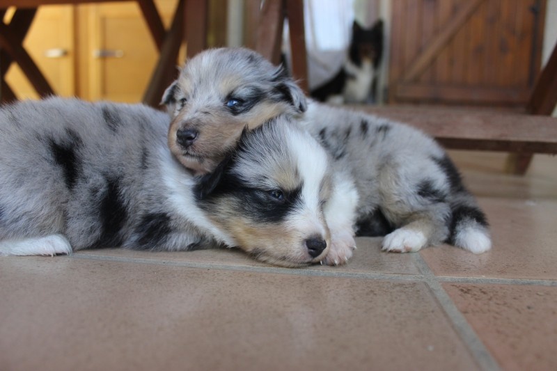 Chiot Shetland Sheepdog Pathways To Avalon