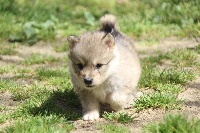 Mikko